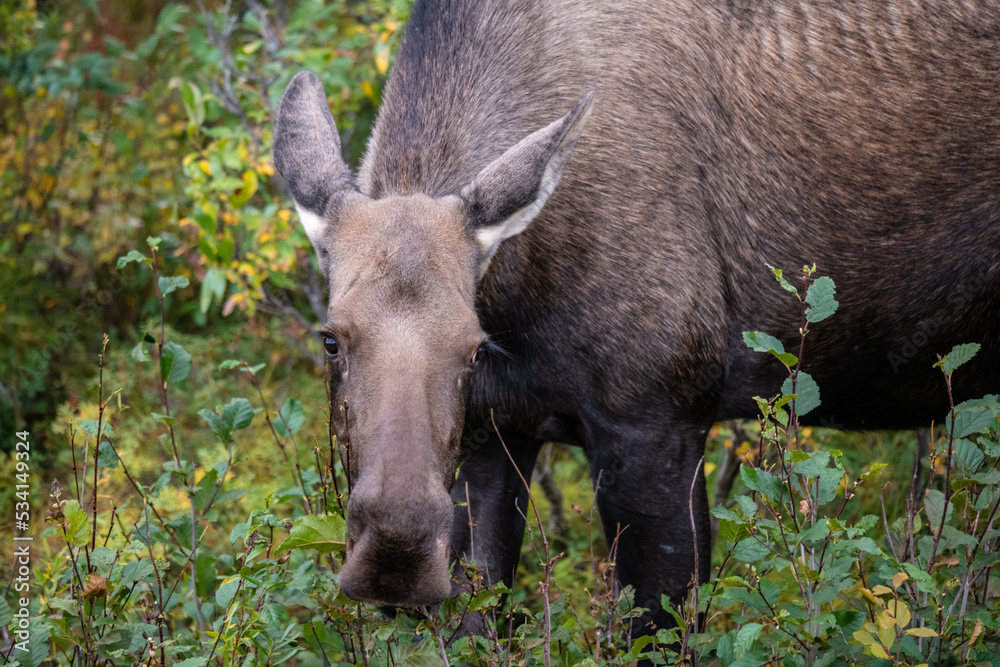 moose in the woods moose in the woods