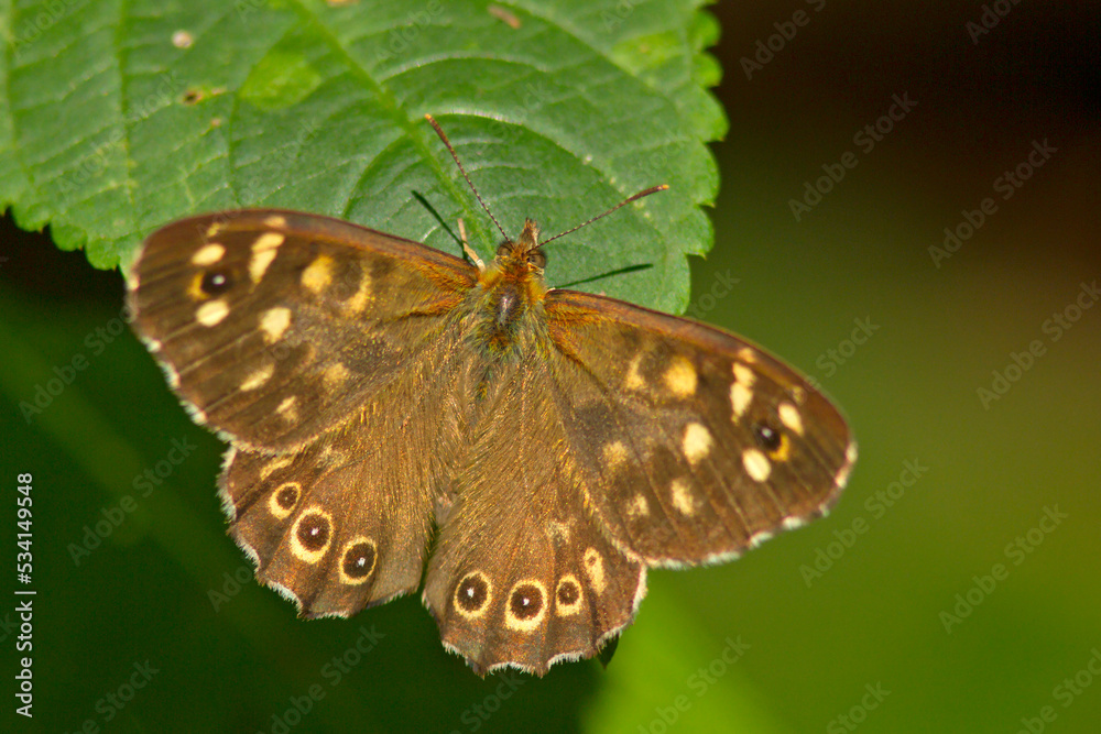 Obraz premium Osadnik egeria (Pararge aegeria)