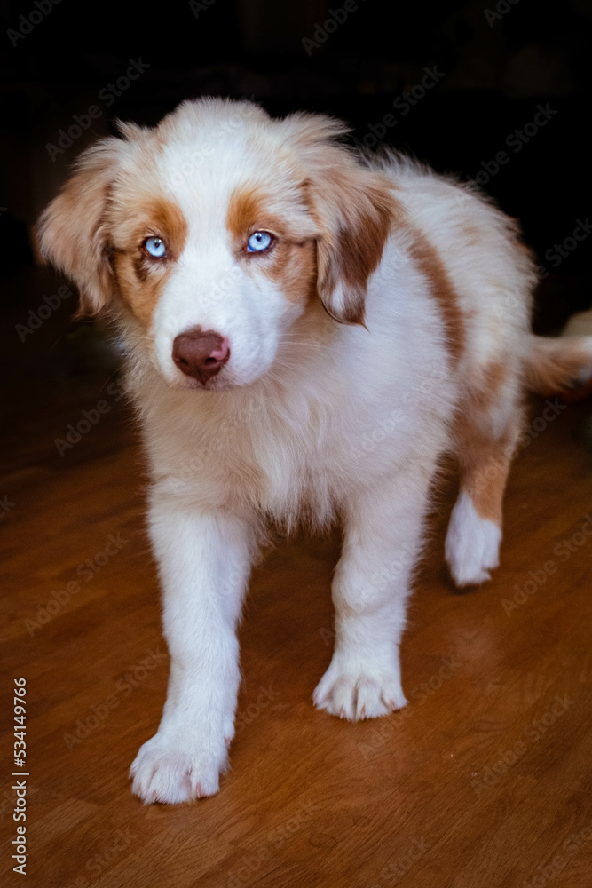 Australian Shepherd Welpe