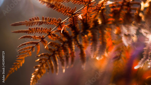 Macro de feuilles de fougère aux teintes rougeoyantes, mises en valeur par la lumière du soleil couchant © Anthony