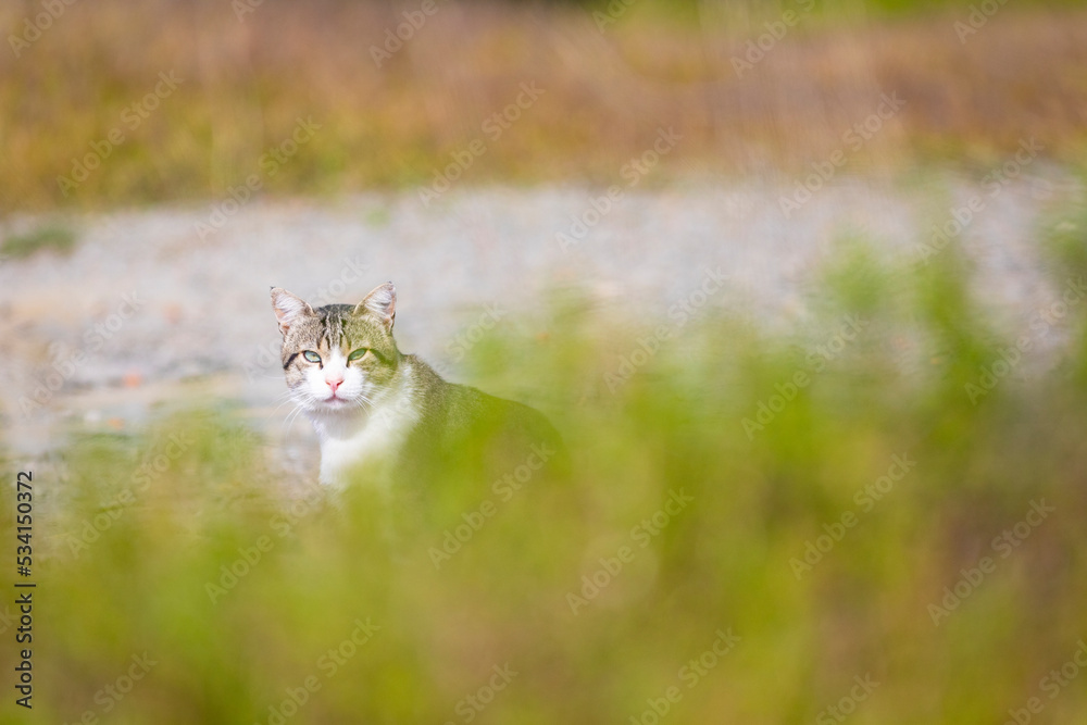 Fototapeta premium Retrato de un gato entre la hierba