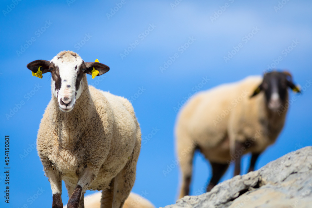 Obraz premium Joven cordera (borrega oveja) mirando a cámara des de una ladera de piedra (ganadería extensiva)