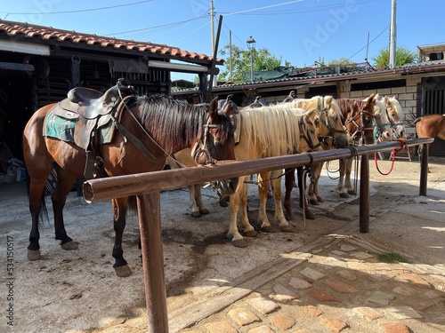 horses in stables