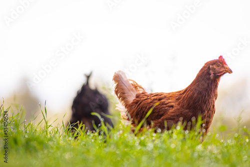 Gallina comiendo libre en la hierba (ave de corral, huevos, comida sana, verde, orgánico) © David
