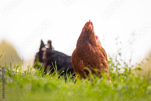 Gallina comiendo libre en la hierba (ave de corral, huevos, comida sana, verde, orgánico)