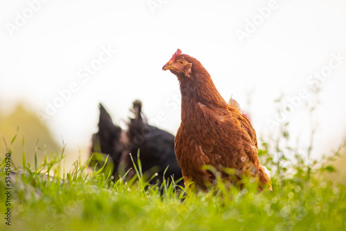 Gallina comiendo libre en la hierba (ave de corral, huevos, comida sana, verde, orgánico) © David