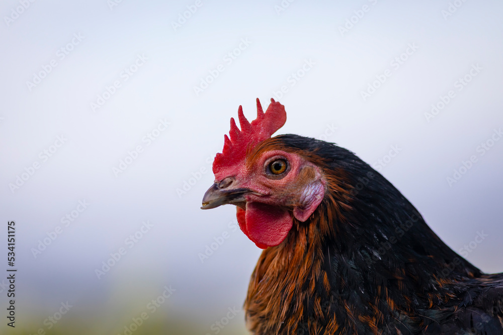 Retrato de una gallina
