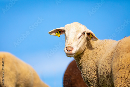Retrato de un joven carnero blanco (ganadería, ganadería extensiva, ovino, ovis aries)
