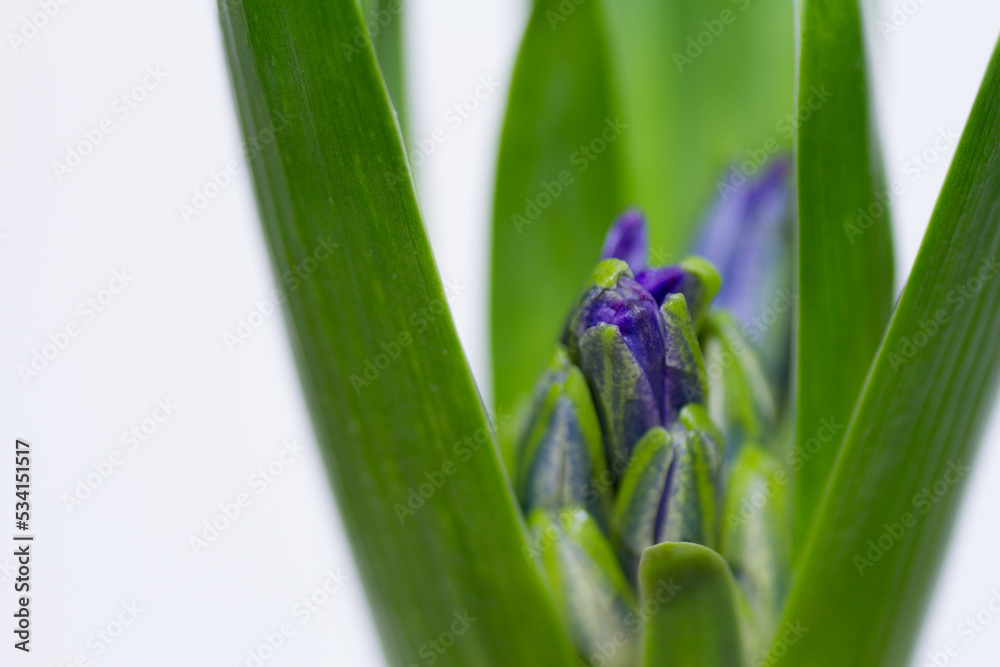 Fototapeta premium 紫色にヒヤシンスの蕾