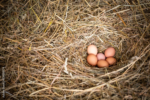 Huevos de gallina en un pajar / corral