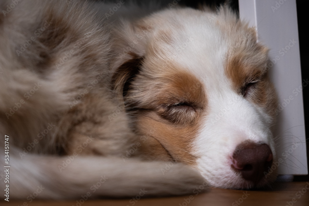 Australian Shepherd Welpe