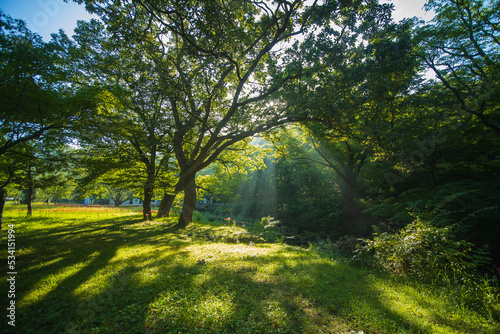 Fototapeta Naklejka Na Ścianę i Meble -  Luminous sun rays falling through the green foliage in a beautiful forest. selective focus. add noise.