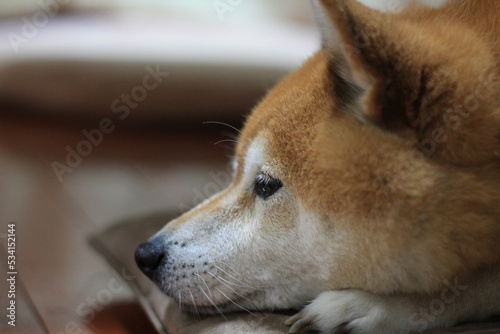 悲しげな表情の柴犬