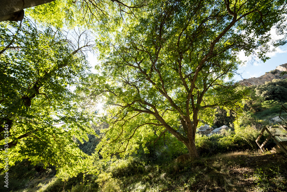 Large backlit trees, walnut, pine, shade plane Large backlit trees, walnut, pine, shade plane