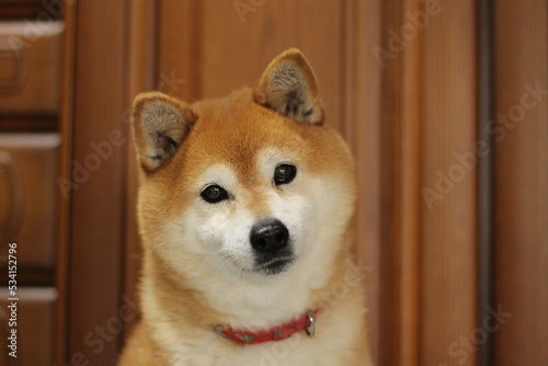 首を傾げた柴犬のポートレート