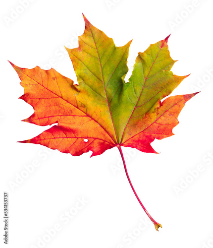 Red maple leaf isolated on transparent background.