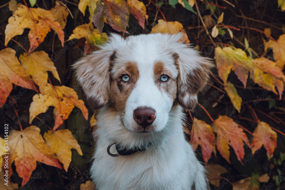 Australian Shepherd