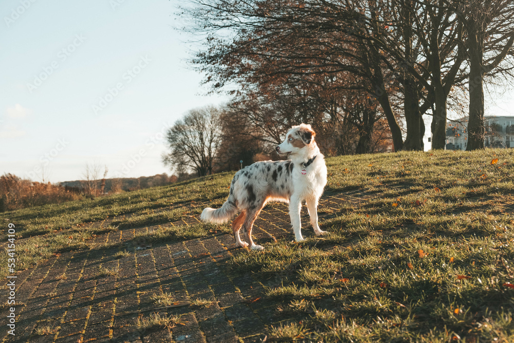 Australian Shepherd