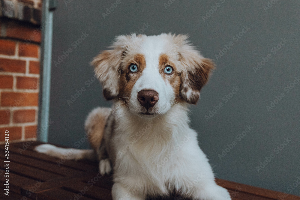 Australian Shepherd Welpe