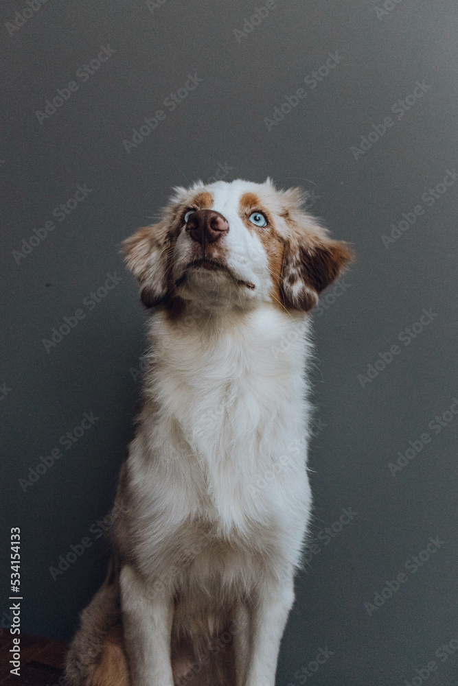 Australian Shepherd Welpe