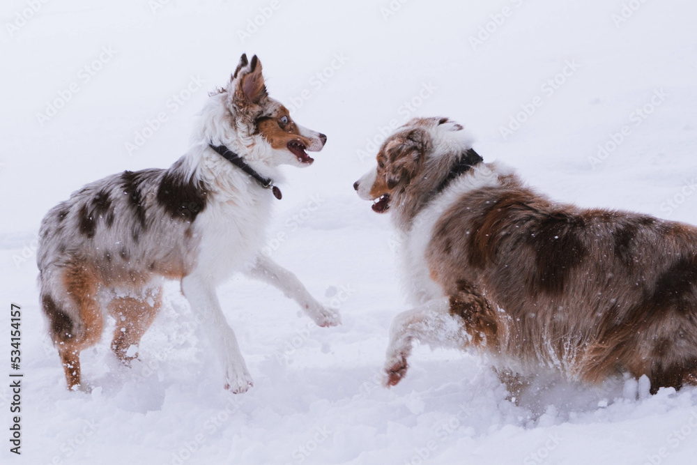 Australian Shepherd
