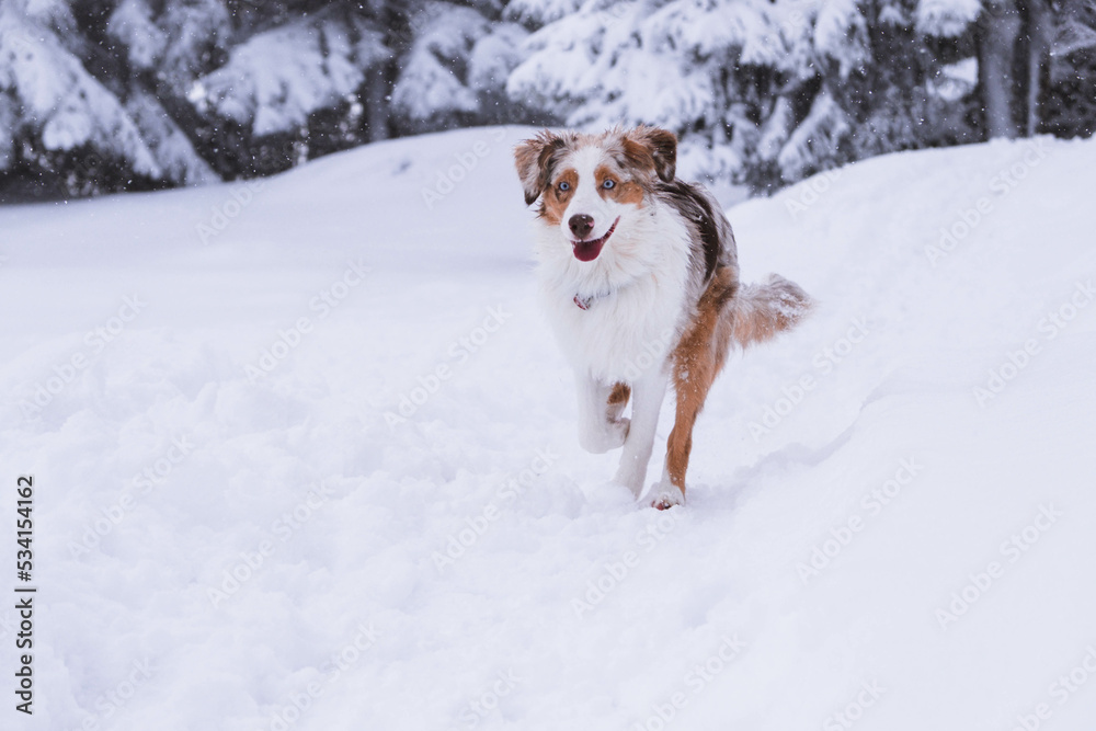 Australian Shepherd