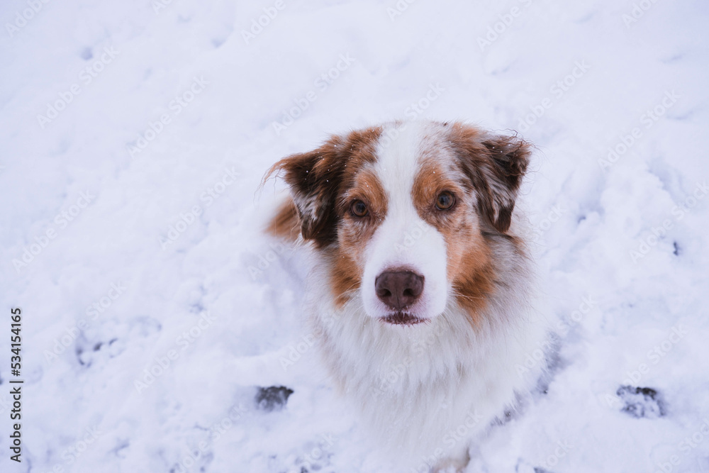 Australian Shepherd