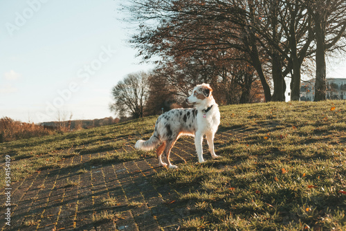 Australian Shepherd