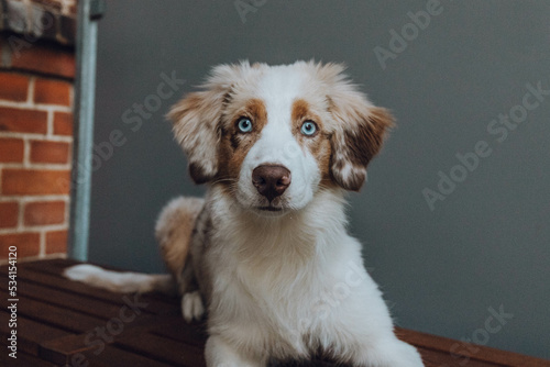 Obraz na płótnie Australian Shepherd Welpe w salonie