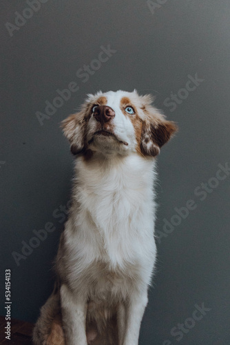Obraz na płótnie Australian Shepherd Welpe w salonie