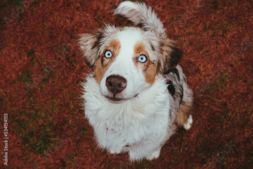 Obraz na płótnie Australian Shepherd w salonie