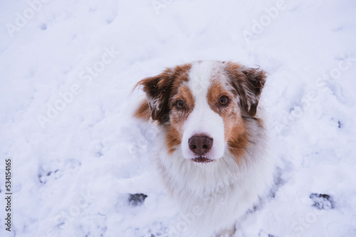 Obraz na płótnie Australian Shepherd w salonie