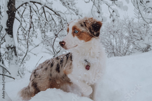 Obraz na płótnie Australian Shepherd w salonie