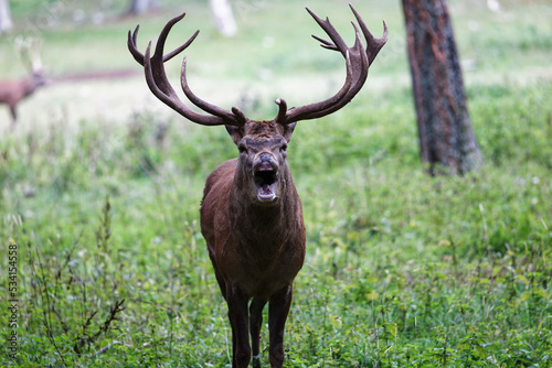 Hirsch