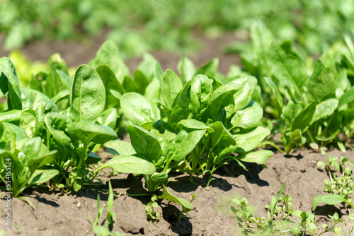 Green spinach growing in the garden on a vegetable farm. Healthy food in your own kitchen garden photo