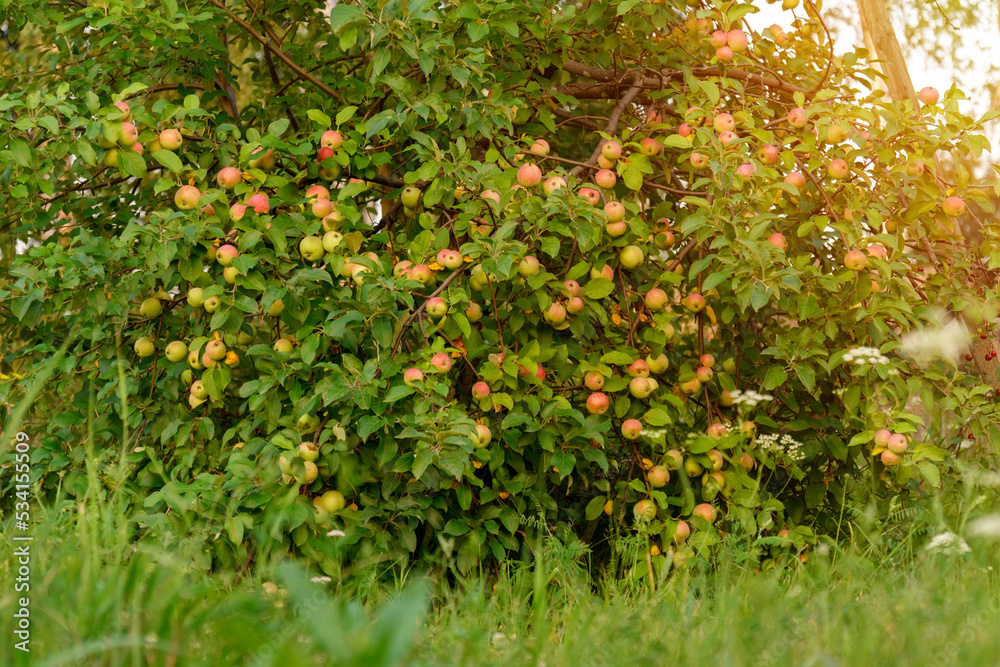 Harvest time ripe red apples on a branch of an apple tree on a fruit meadow. Selective focus