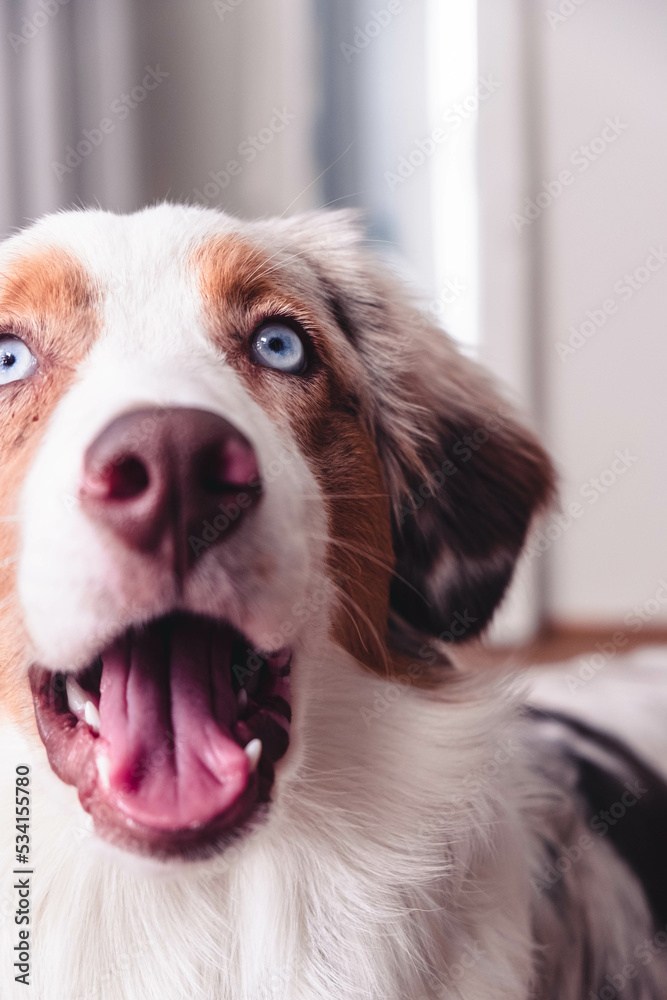Australian Shepherd