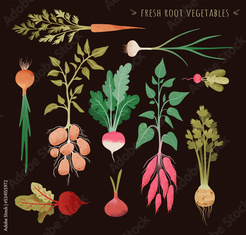 Illustration of fresh root vegetable. Root plants set. Garden vegetable vector drawing collection. Onion, radish, turnips, carrots, potatoes,  celery, sweet potatoes. For menu, recipe, package. photo