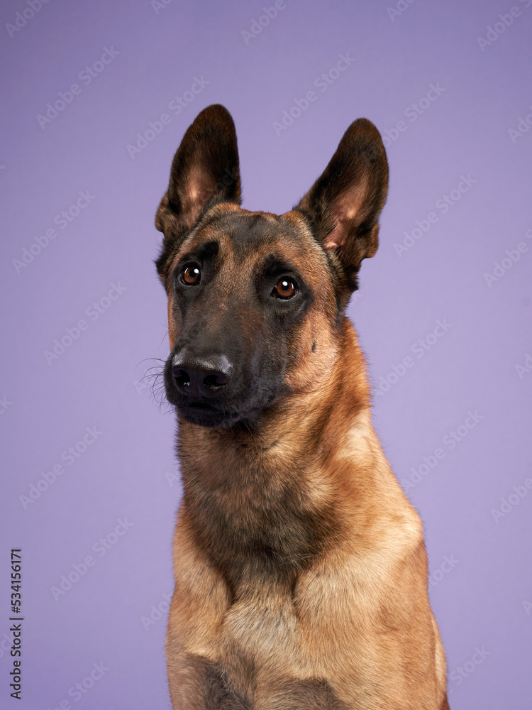 malinois on a lilac background. Portrait of a cute dog in a photo studio