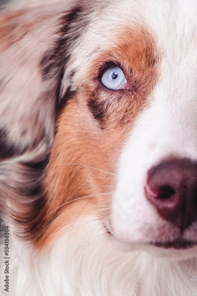 Australian Shepherd