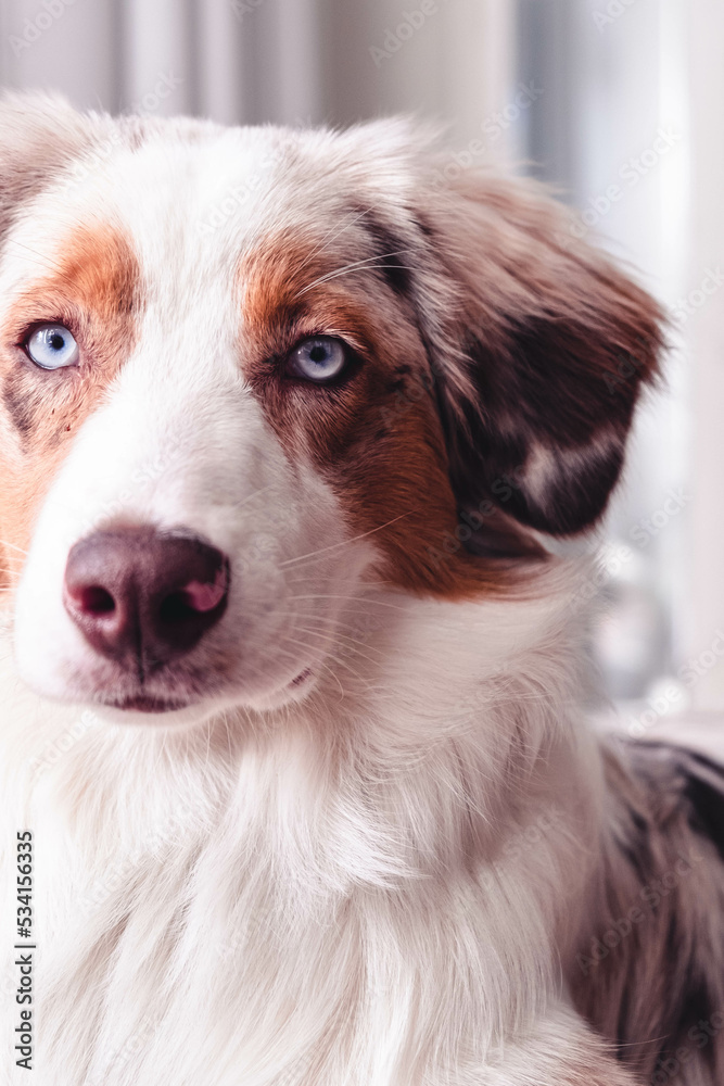 Australian Shepherd