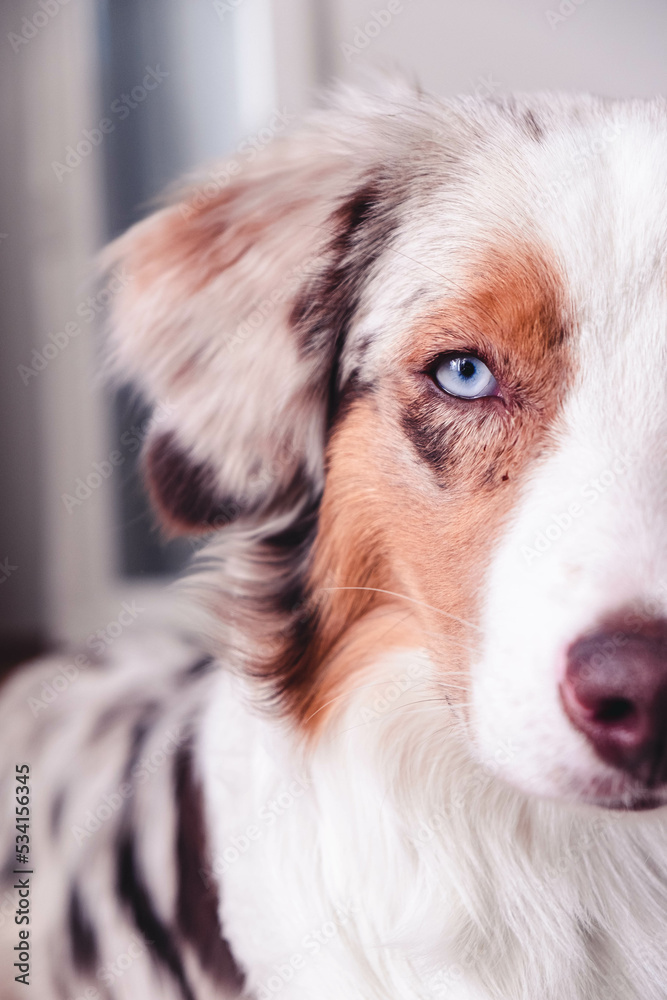 Australian Shepherd