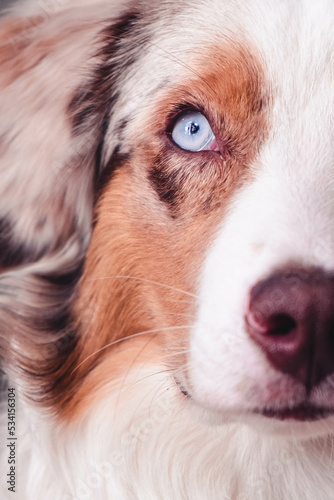 Obraz na płótnie Australian Shepherd w salonie