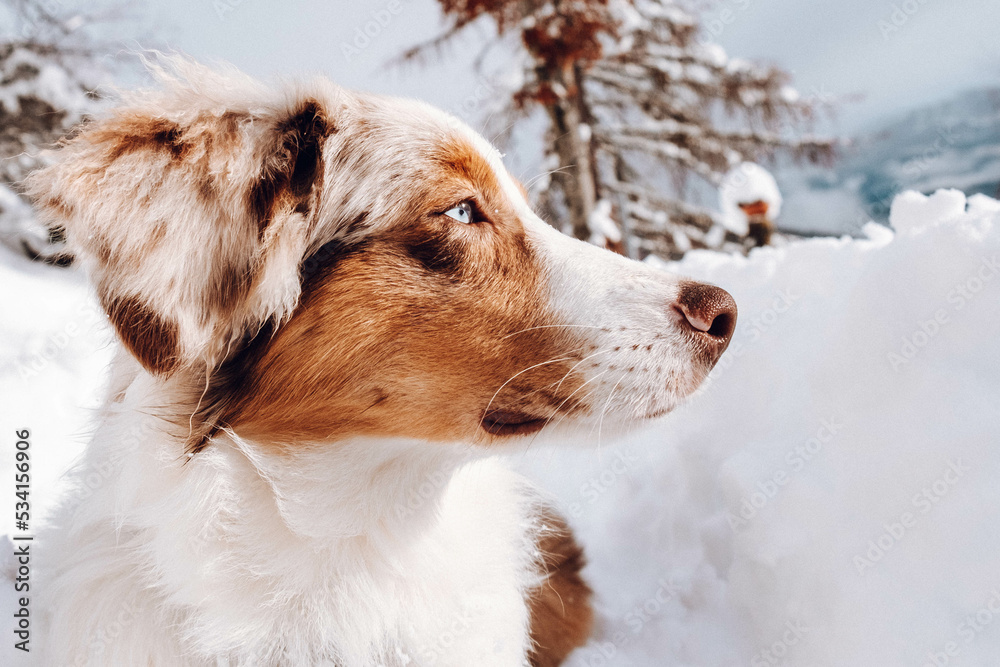 Australian Shepherd