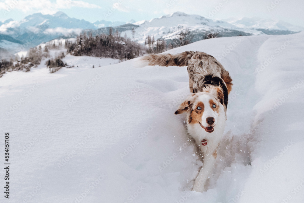 Australian Shepherd