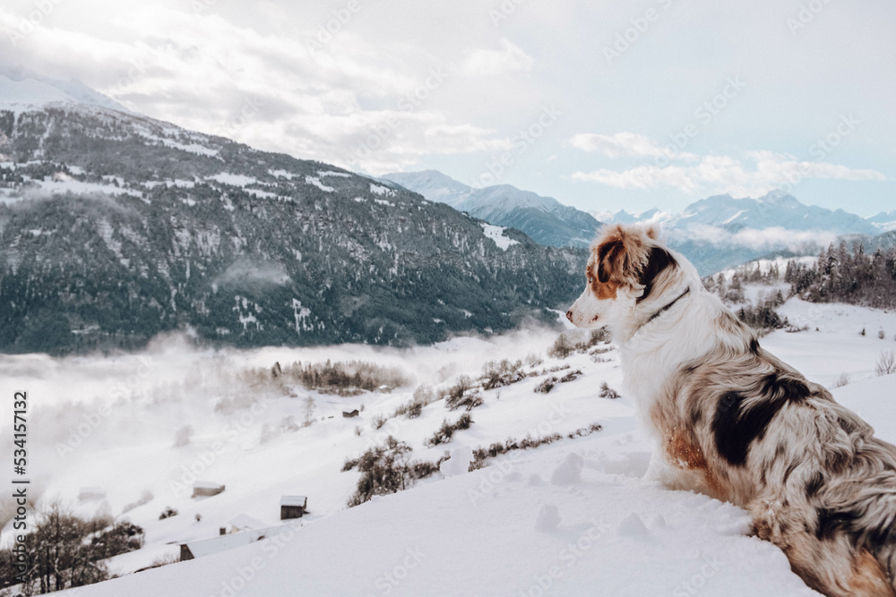 Australian Shepherd