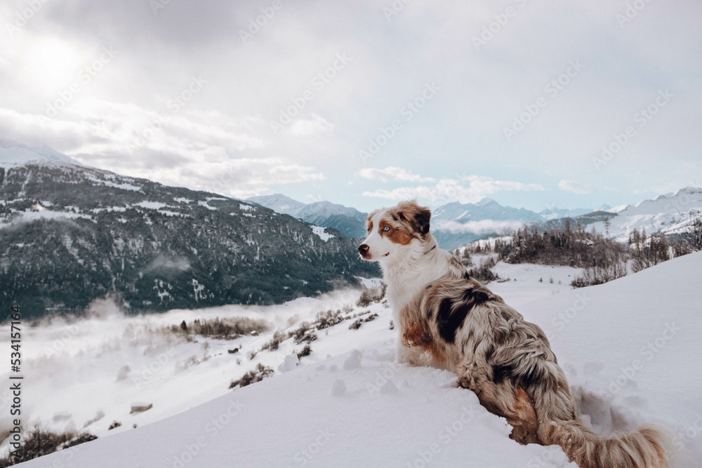 Australian Shepherd
