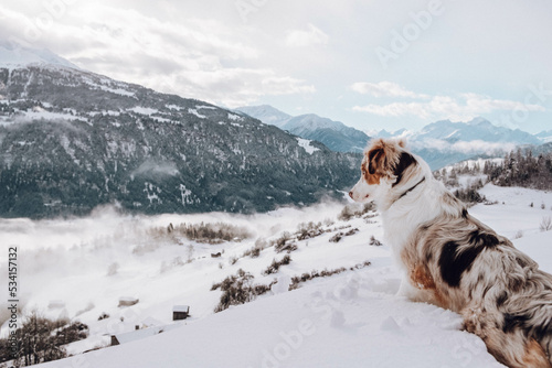 Obraz na płótnie Australian Shepherd w salonie