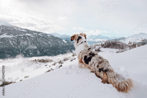 Obraz na płótnie Australian Shepherd w salonie