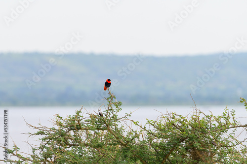 A Northern Red Bishop sitting on a bush in Murchinson Falls National Park photo